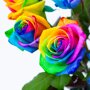 Brievenbus Rozen regenboog detail